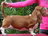 Un chiot femelle Basset Hound acajou LOF disponible à la vente