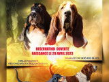 Un chiot femelle Basset Hound acajou LOF disponible à la vente