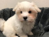 Chiot femelle Bichon Maltais LOF disponible à l’achat