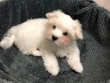 Chiot femelle Bichon Maltais LOF disponible à l’achat