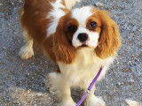 Chienne Cavalier King Charles LOF de 3 ans disponible à la vente