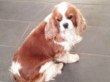 Chienne Cavalier King Charles LOF de 3 ans disponible à la vente
