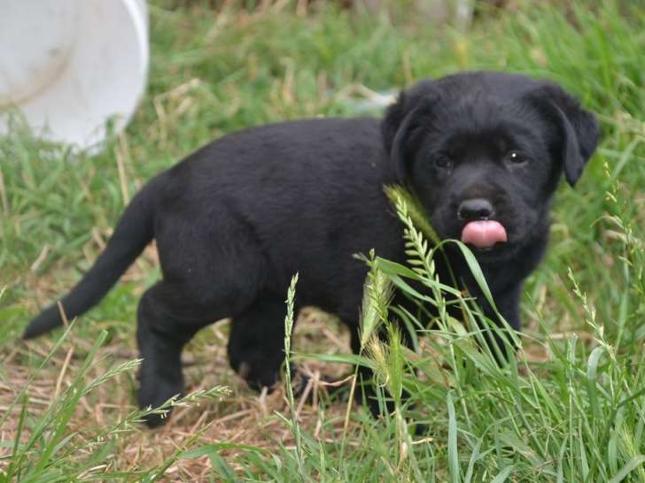 7 chiots Labradors LOF disponibles à la vente