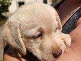 7 chiots Labradors LOF disponibles à la vente