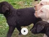 7 chiots Labradors LOF disponibles à la vente