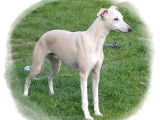 Texas, mâle Whippet LOF disponible pour saillie