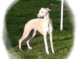 Texas, mâle Whippet LOF disponible pour saillie