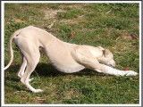 Texas, mâle Whippet LOF disponible pour saillie