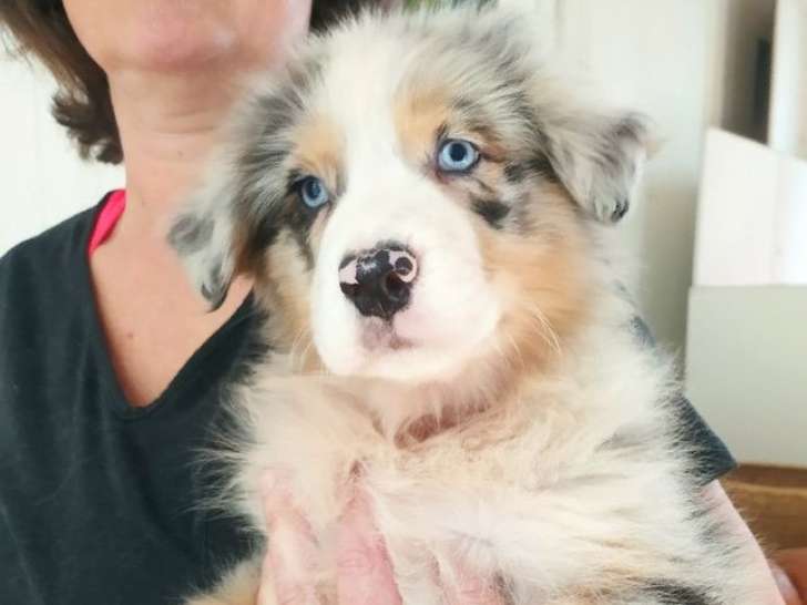 Quatre chiots Bergers Australiens à vendre