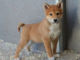 Des chiots Shiba Inus LOF à vendre