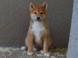 Des chiots Shiba Inus LOF à vendre