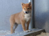 Des chiots Shiba Inus LOF à vendre