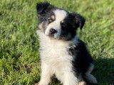 Un chiot Berger Américain Miniature LOF disponible à la vente