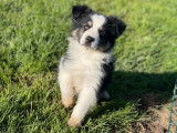 Un chiot Berger Américain Miniature LOF disponible à la vente