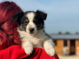 Un chiot Berger Américain Miniature LOF disponible à la vente