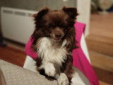 Mâle Chihuahua LOF de 2 ans disponible pour saillie