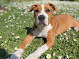 Mâle American Staffordshire Terrier disponible pour saillie