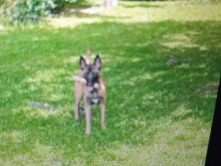 Chienne Berger Malinois à donner