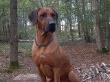 Etalon Rhodesian Ridgeback disponible pour saillie