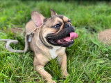 Tay, mâle Bouledogue Français disponible pour saillie
