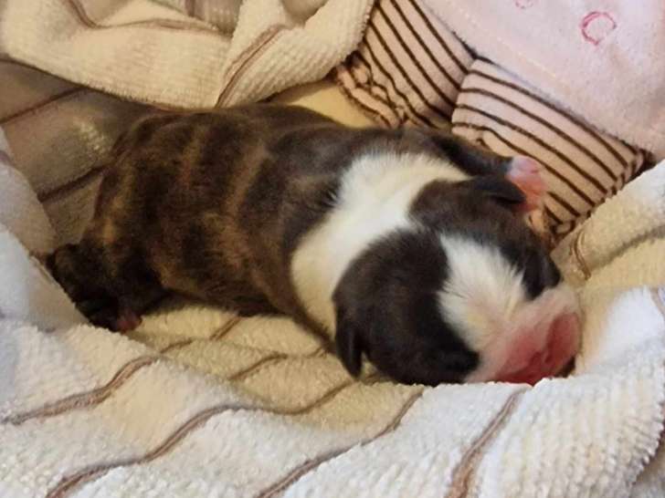Magnifiques chiots Boston Terrier LOF à vendre