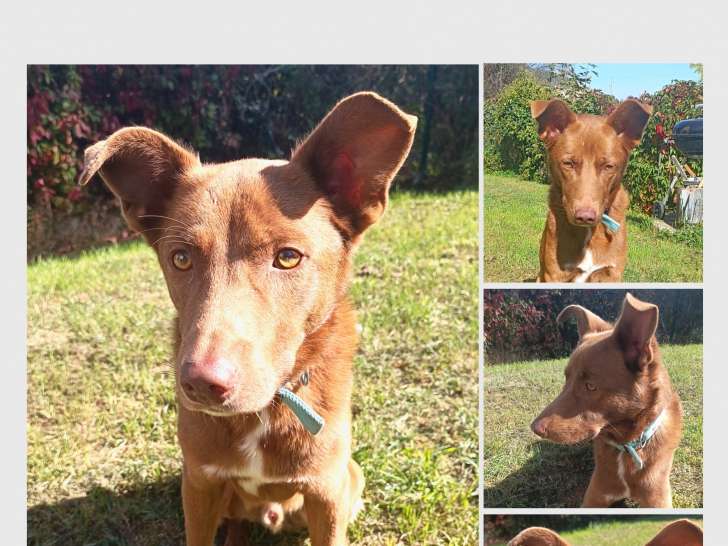Ron, chien à adopter