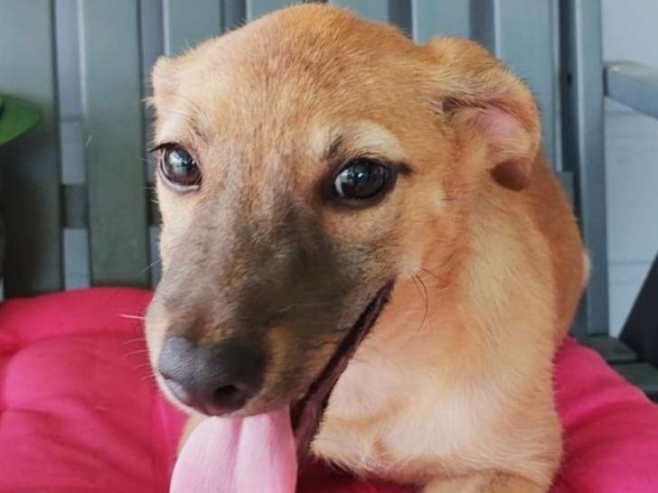 Un chiot femelle disponible à l’adoption