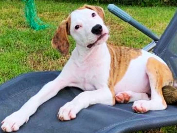 À céder : un chiot mâle