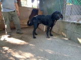 Chien noir à céder