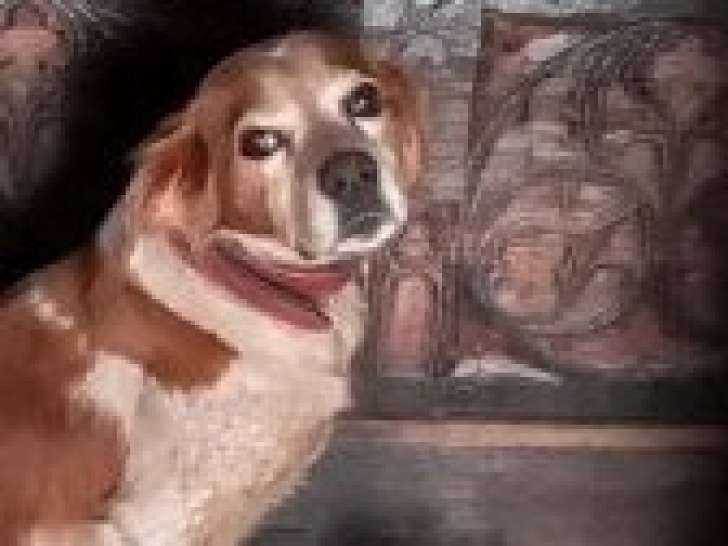 Disponible à l’adoption, un chien Épagneul Breton