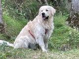Magnifique mâle Golden Retriever disponible pour saillie