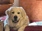 Magnifique mâle Golden Retriever disponible pour saillie