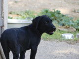 À adopter : un chiot femelle