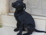 À adopter : un chiot femelle