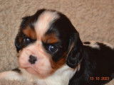 2 chiots Cavalier King Charles LOF à vendre