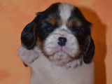 2 chiots Cavalier King Charles LOF à vendre