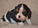 2 chiots Cavalier King Charles LOF à vendre