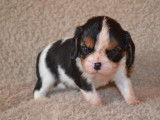 2 chiots Cavalier King Charles LOF à vendre