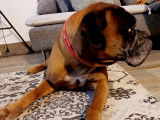 Chien adulte de race Boxer Mâle à donner