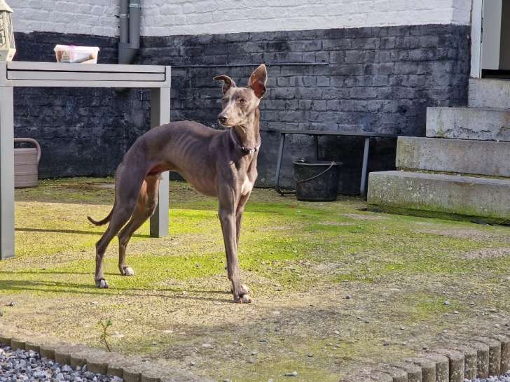Chiots Whippet à vendre