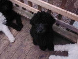 Chiots Caniche Royal noirs &agrave; vendre