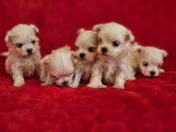 4 superbes chiots Bichons Maltais LOF à vendre