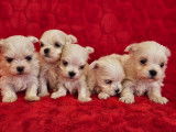 4 superbes chiots Bichons Maltais LOF à vendre