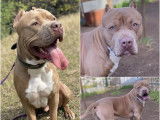 Chien American Bully à donner