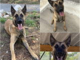 À céder : un chien Berger Malinois