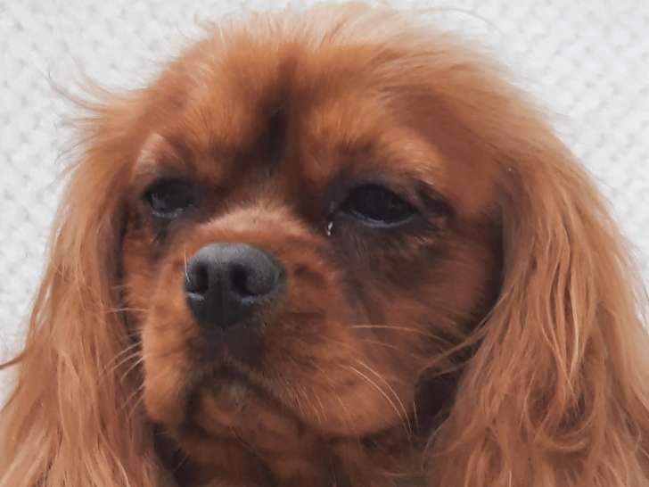 Femelle Cavalier King Charles stérilisée à vendre