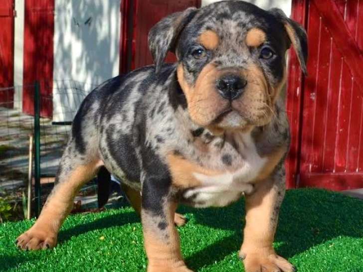 Chiots American Bully pocket à vendre