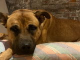 Femelle Amercian Staffordshire Terrier disponible pour saillie