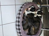 Méo, mâle Boston Terrier disponible pour saillie