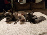 Chiots de race Bouledogue Français à vendre (4 mâles)